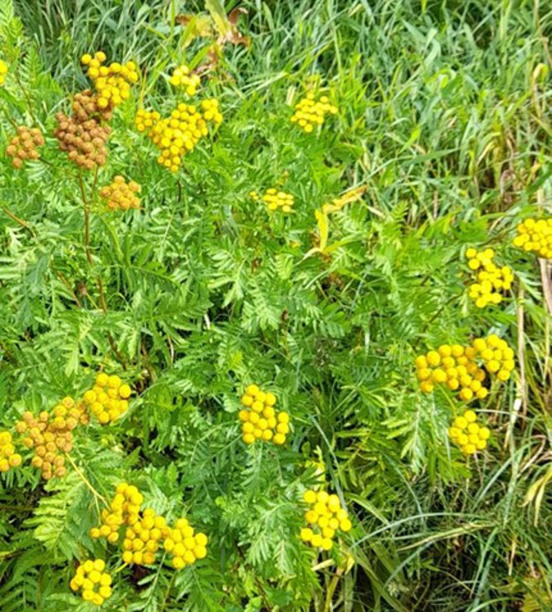 Bloemen In De Tuin