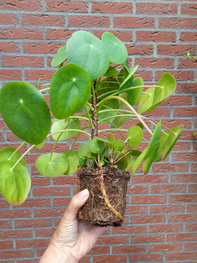 Plant Met Kleine Babyplantjes