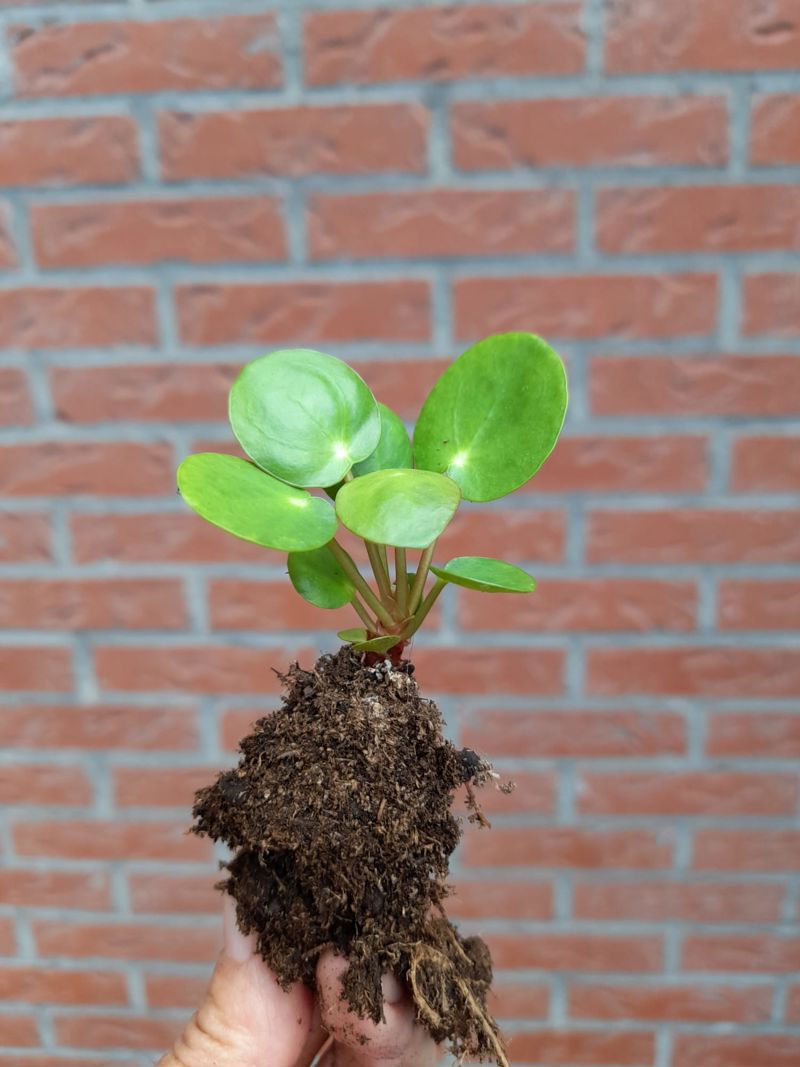 Plantje Met Kluit