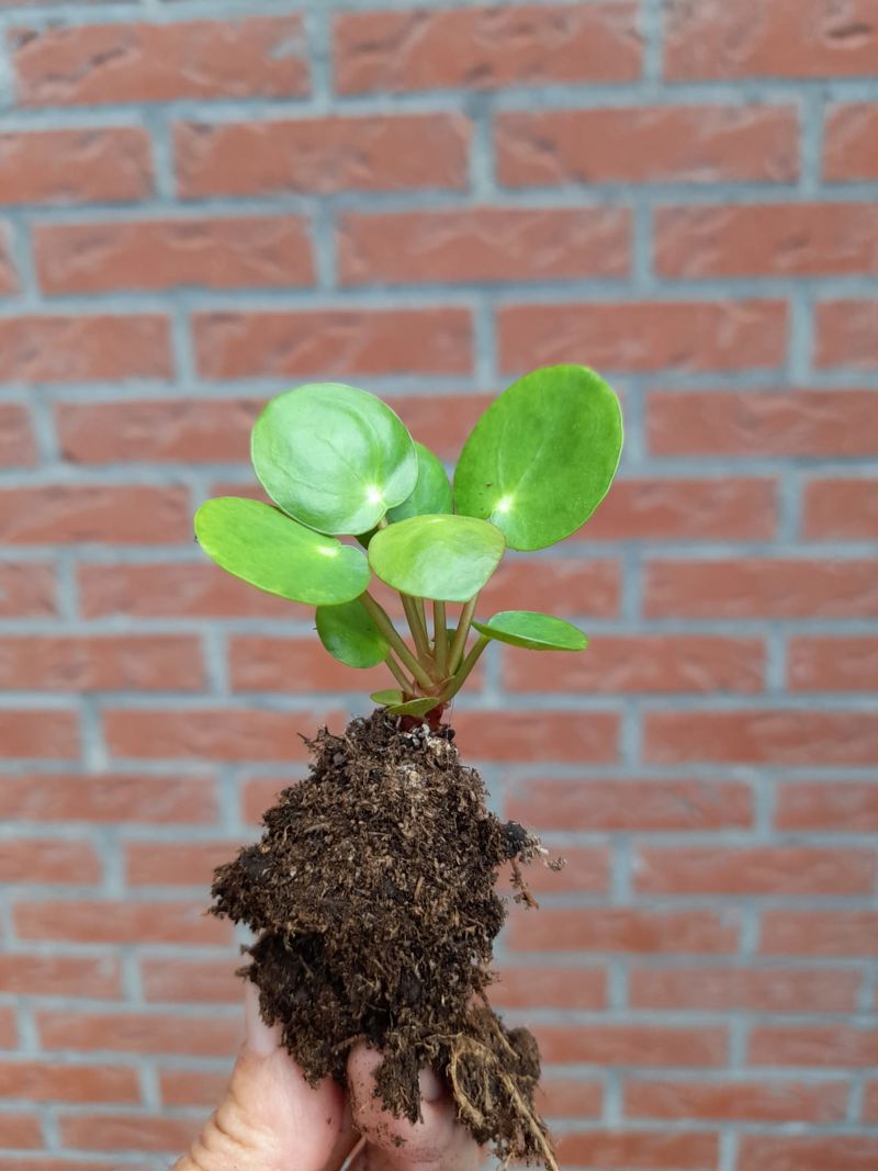 Plantje Met Kluit